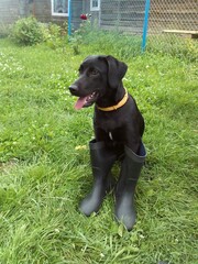 black labrador puppy