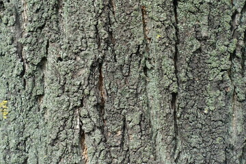 Fototapeta premium Close shot of gray bark of apricot tree