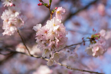 Pink sakura blooming with blue sky on background.