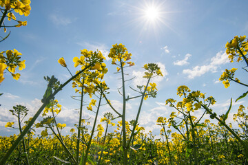 Obraz premium Yellow rapeseed field at the sunset. Sunlight illuminates yellow canola