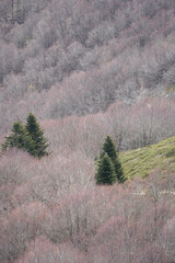 Beautiful autumn landscape with fir trees in the centre. Nature forest background.