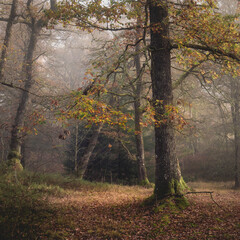 A foggy autumnal forest Aberfoyle in Scotland