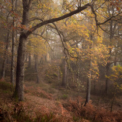 A foggy autumnal woodland scene near Aberfoyle Scotland