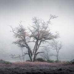 Autumnal tree during a frosty anf foggy morning in Scotland Aberfoyle