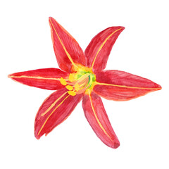Hemerocallis Fulva close-up aquarelle flower