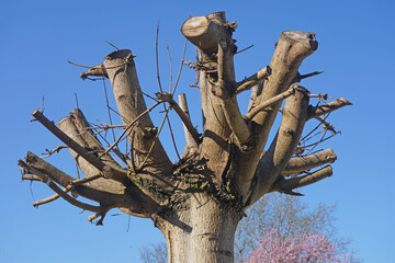 Gekappter Baum