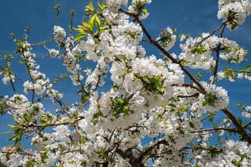 Flores de macieira no pomar num dia ensolarado e de primavera