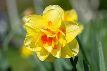 Close Up Yellow And Orange Narcissus Flower At Amsterdam The Netherlands 12-4-2023