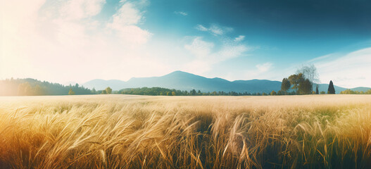 Panoramic shot of a wheat field on a wonderful day in the fall