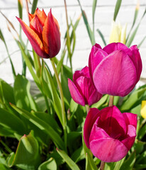 Naklejka premium Different colors of tulips planted in the garden, spring time