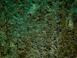 Obraz premium green moss on the wall