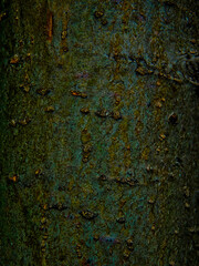 bark texture in the tree