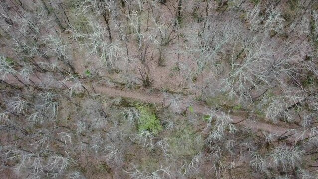 Coureur se d&eacute;pla&ccedil;ant sur un chemin forestier dans une for&ecirc;t de ch&ecirc;nes o&ugrave; les arbres ne poss&egrave;dent plus leurs feuilles.