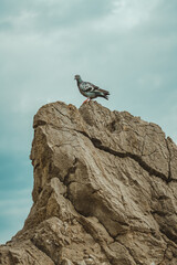 Pigeon on large rock against dramatic atmospheric sky with dark clouds in background