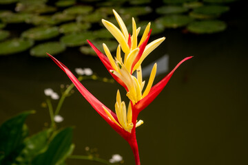 Brightly colored bird of paradise flower in a tropical garden