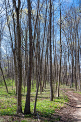 Fototapeta premium vertical hiking trail through tall trees colorful spring woods