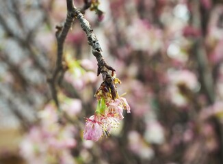 Cherry Blossom at Flower Dome, Gardens By The Bay