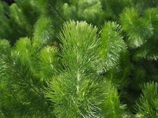 Woolly Bush at Flower Dome, Gardens by The Bay