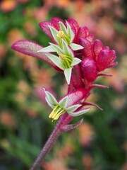 Kangaroo paws at Flower Dome