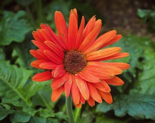 Transvaal Daisy at Flower Dome