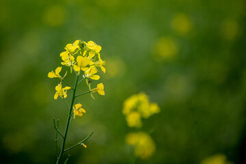 Bright yellow mustard flowers, canola flowers in the field. Rapeseed flower. macro. close up.