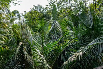 Obraz na płótnie Canvas Lush jungle foliage at the Singapore Botanical Garden