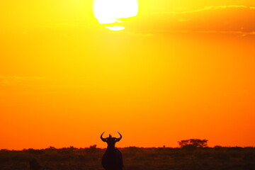 Lone wildebeest at sunset