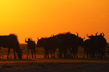 Fototapeta na wymiar Wildebeests at sunset