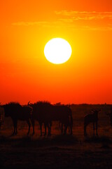 Fototapeta na wymiar Wildebeests at sunset