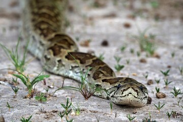 Close-up of a python in Central Kalahari