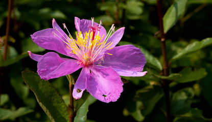Fototapeta premium Purple tropical flower blooming in a Singapore garden