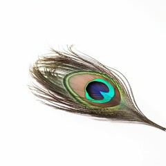 Peacock feather on white background