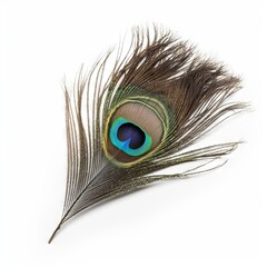 Peacock feather on white background