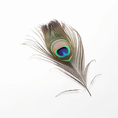 Peacock feather on white background