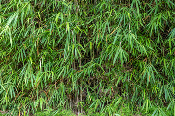 Grove of bamboo growing in a jungle in Southeast Asia