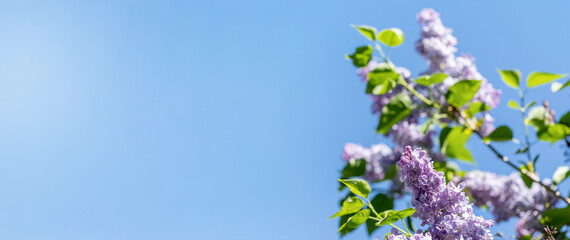 Spring lilac branches close up against sunny blue sky. Banner. Copy space. Selective focus.