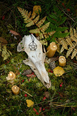 animal skull with amulet, candles on dark natural forest background. magical esoteric ritual....