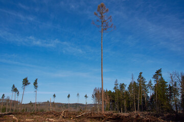 Naklejka premium Waldsterben in der Oberlausitz 