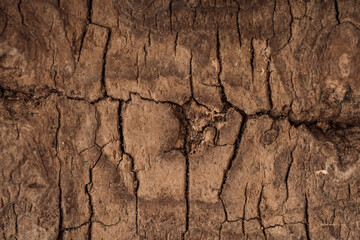 Wooden background from the bark of a tree close-up.
