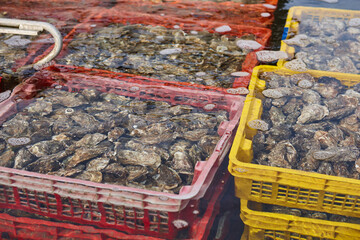 Oyster farm in Arcachon bay. Gourmet seafood in Aquitaine, France