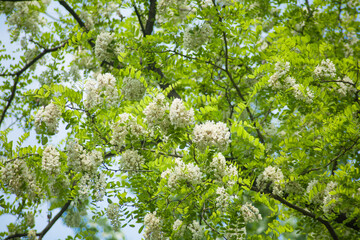 Fototapeta premium Acacia tree flowers blooming in the spring. Acacia flowers branch with green background. 