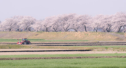 桜が咲く春の風景