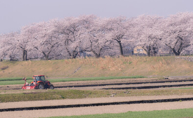 桜が咲く春の風景