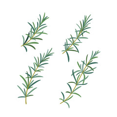 Branch of rosemary. Contour vector illustration.