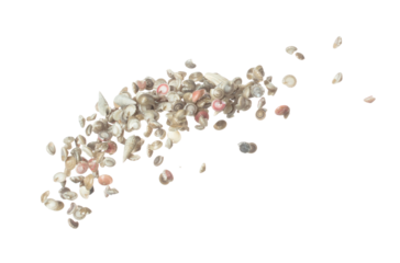 Seashell fall splashing in air. sea shell explosion flying, abstract cloud fly. Many Small Seashell scatter in many group. White background isolated high speed shutter freeze motion
