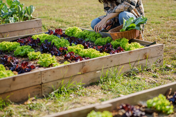 Farmer harvesting fresh green vegetables, agriculture concept..