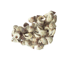 Seashell fall splashing in air. sea shell explosion flying, abstract cloud fly. Many Small Seashell scatter in many group. White background isolated high speed shutter freeze motion