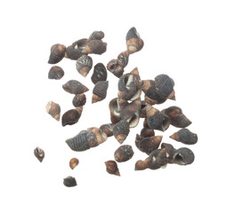 Seashell fall splashing in air. sea shell explosion flying, abstract cloud fly. Many Small black Seashell scatter in many group. White background isolated high speed shutter freeze motion