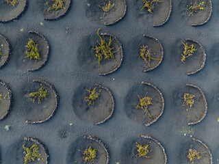 Viñedos volcánicos de La Geria en Lanzarote desde punto de vista aéreo.