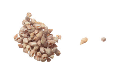 Seashell fall splashing in air. sea shell explosion flying, abstract cloud fly. Many Small pink Seashell scatter in many group. White background isolated high speed shutter freeze motion
